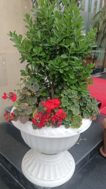 Şitillər: Qazon landşaft #qazon #torf #torf250litrlik Ekolayf #ekolayf balaken — 16