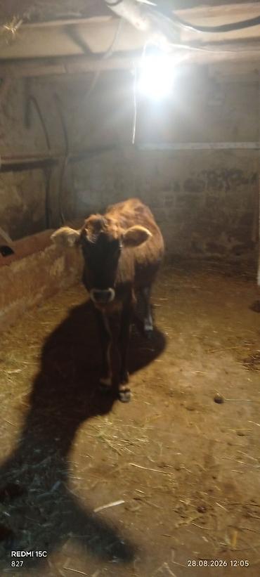 tap az itler kangal: 1ci balasıdi dişi bala 5litrdən çox süd verib indi balası böyüyüb deyə — 5
