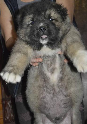 pitbul satilir: Qafqaz çoban iti, 2 ay, Erkək, Sənədli, Pulsuz çatdırılma — 10