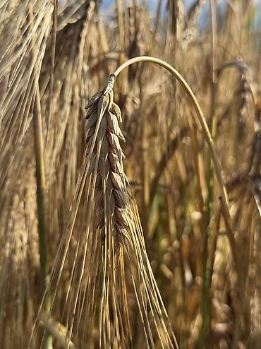 конок стол: Арпа сатылат, сорт космос, уруктука биринчи репродукция, сугарылган — 2