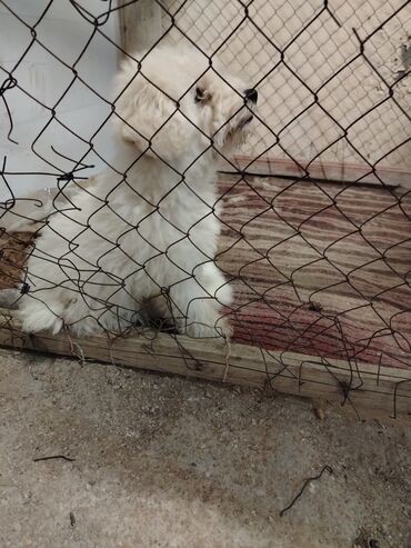 golden retriever satilir: 6 ay, Erkek, Ünvandan götürmə