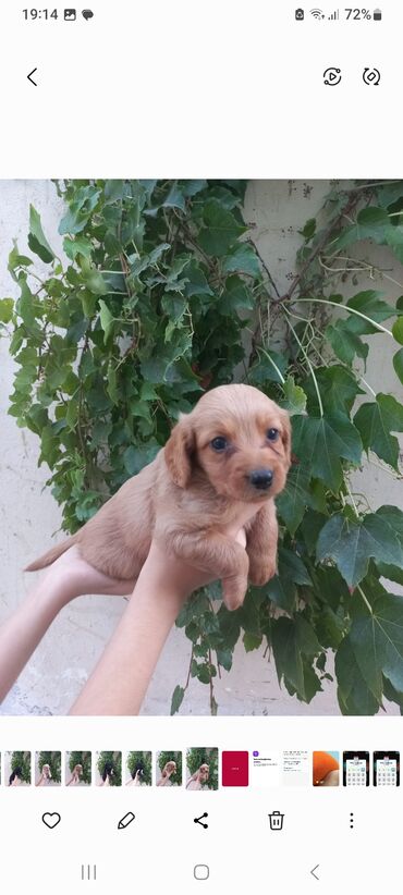 pudel balalari: Pudel, 1 ay, Erkek, Ünvandan götürmə