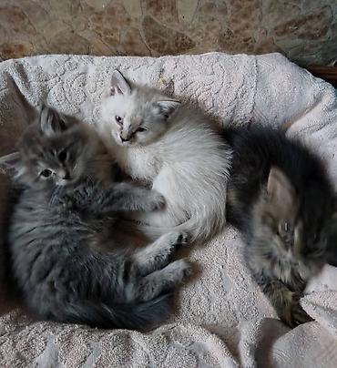 котята сиамские купить: Сиамская, 2 месяца, Мальчик, Биколор, Приучена к лотку, Проглистована — 1