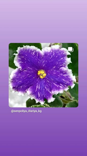 Фиалки и глоксинии: 🌱🌺🌱 Продаю сортовые ДЕТКИ стандартных, трейлерныхмини и полумини — 24