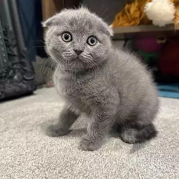 Pişiklər: Şotland yastı qulaq, Erkək, Dişi, Yaxşı əllərə, Ünvandan götürmə, Pulsuz çatdırılma, Ödənişli çatdırılma — 30