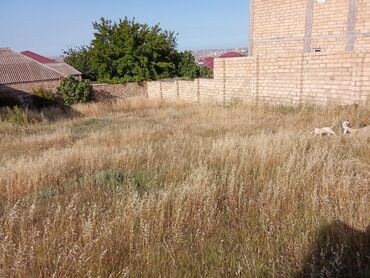 Torpaq sahələrinin satışı: 3 sot, Mülkiyyətçi, Kupça (Çıxarış) — 2