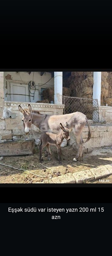 baliq tutmaq ucun yemler: Eşşək südü neye xeyirdi əsas göy öskürəke 200 ml 15 manat