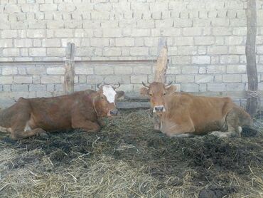 bala dovşanlar: Dişi, Holsteyn, il: 3, 3 kq, Ətlik