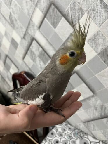 Digər kənd təsərrüfatı heyvanları: Karella - Qəfəs: ağ metal karkaslı, iki mərtəbəli hündür — 9