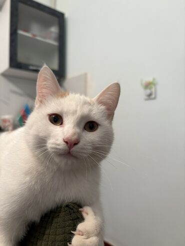 Pişiklər: Türk anqora, Erkək, Yaxşı əllərə — 2