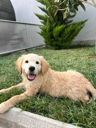 labrador retriever satilir: Retriever, 2 ay, Erkek