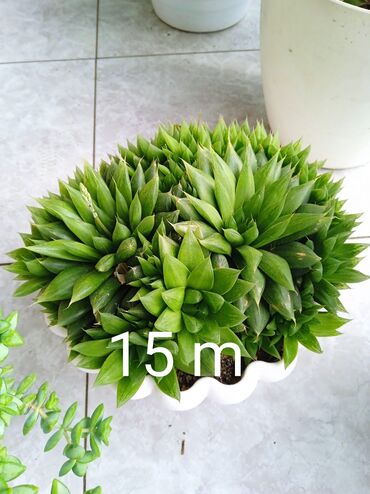 Otaq bitkiləri: Sukulənlər – müxtəlif növlər birbaşa qabda - Qab 1: Eyni qabda iki — 3