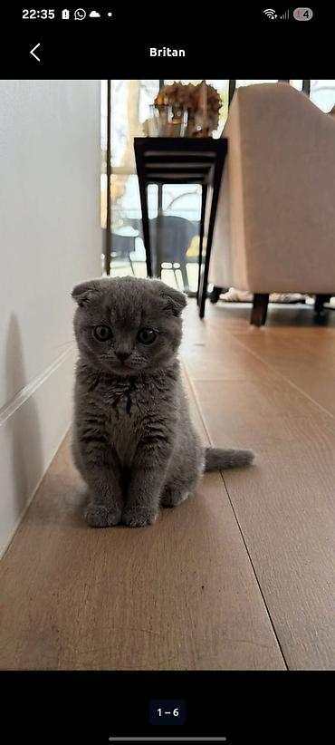 Кошки: Шотландская вислоухая — 2