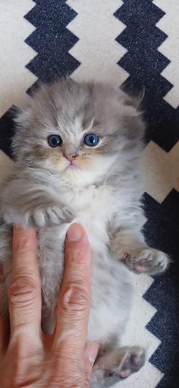 Pişiklər: Şinşilla, Dişi — 28