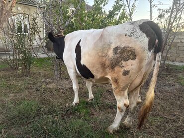 etlik inek cinsleri: İnək satılır. 10 litr südü var. Ətliyə də sataram. Kök maldı