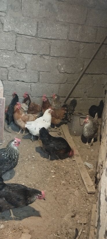 kend toyuqu: Salam təmiz kənd toyuqları amsida sağlam yumurtalıqlar cavan