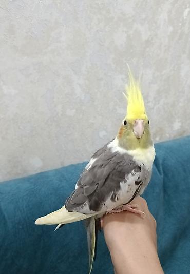 danisan qus: Ələ öyrəşmiş tam sağlam,3 aylıq baladır — 2