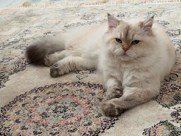 отдам в добрые руки собаку: Erkək