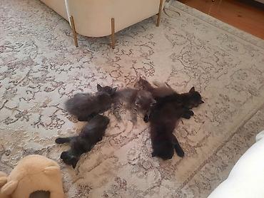 Продажа кошек: 🎁 Полностью домашние, к лотку и миске приучены (ну, почти — они — 21