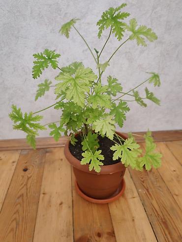 ətirşah bitkisi: Salam ətirşah gülü satılır - Növ: Ətirli yarpaqlı pelargonium — 3