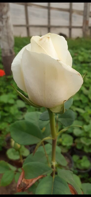 Şitillər: Məhsul: Gül kolları (gül fidanları) Təsvir: soyuqa davamlı 2 azn 3 — 4