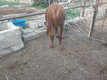 Dana, buzov: Dana, buzov, Dişi, Simental, ay: 7, Damazlıq, Ünvandan götürmə — 7