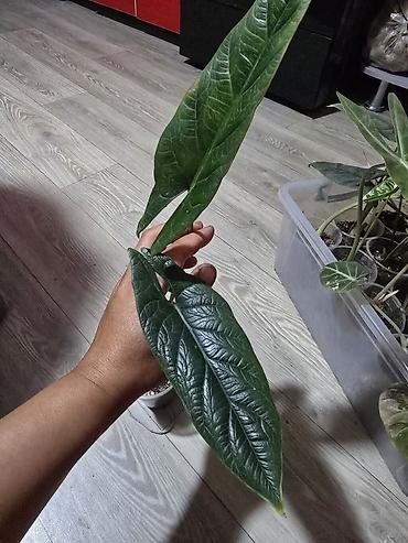 Бөлмө өсүмдүктөрү: Алоказии, много видов, цены от 200 до 3000 — 2