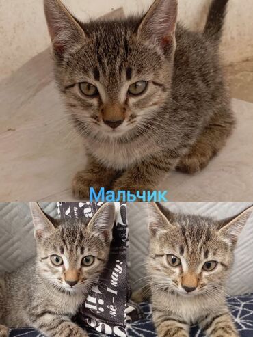 купить домик для кошки недорого: Мышык бекер берилет: Породасыз, 2 айлык, Эркек, Лотокко барууга үйрөтүлгөн
