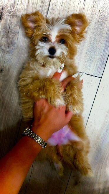 İtlər: 4 ay, Dişi, Peyvəndli, Ünvandan götürmə — 13