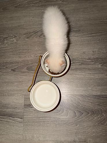 Pişiklər: Yaxşı əllərə -da lalafo.az — 11 Pişiklər: Yaxşı əllərə — 11