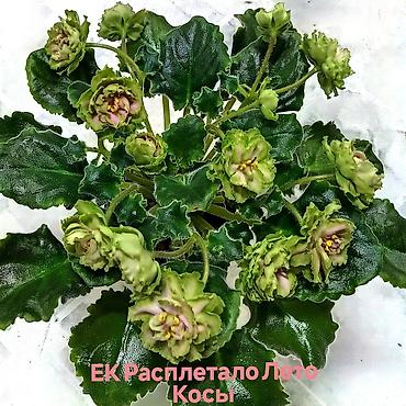 Фиалки и глоксинии: В продаже крупные детки и стартеры, взрослые сортовые фиалки, Отправка — 5