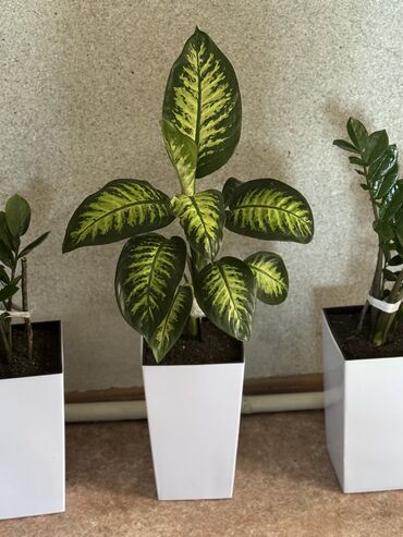 ремонт аппаратов для маникюра: 🌿 Ваша Фитоняня – забота о растениях, как о родных! 🌿 ❓ Уезжаете в