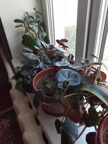 Замиокулькас (Долларовое дерево): Продаю комнатные цветы срочно только оптом цена договорная — 5