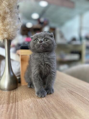 Pişiklər: Britan yastı qulaq, Erkək, Dişi, Yaxşı əllərə, Ünvandan götürmə, Pulsuz çatdırılma, Ödənişli çatdırılma — 85