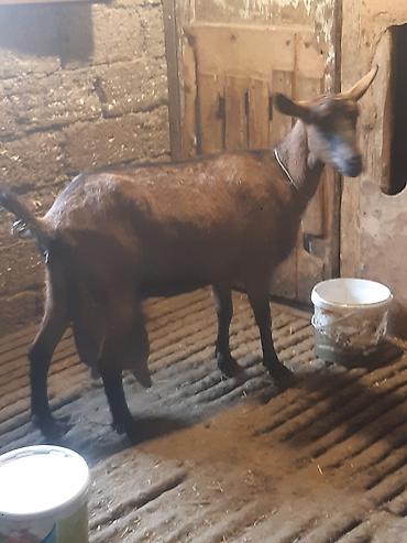 su satisi: 3 AZN-e Keci sudu satilir!!Tam tebiyi ve faydali.(catdirilma var ) — 4