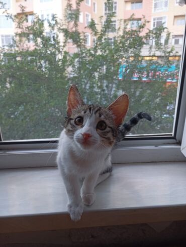 detskie mashinki na pedalyakh: Отдам котенка. спасен на улице в Баку. 3,5 месяцев, мальчик