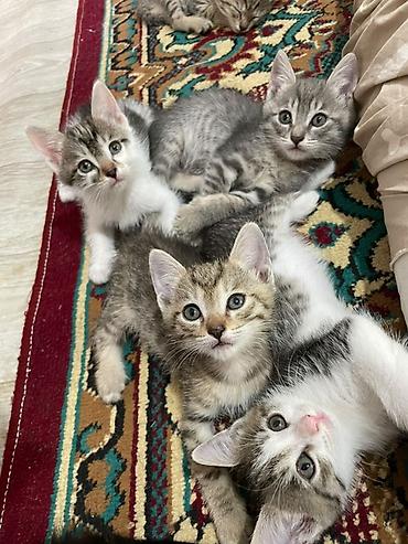 Очаровательные котята, короткошёрстные, с классическим тигровым и at lalafo.kg Очаровательные котята, короткошёрстные, с классическим тигровым и