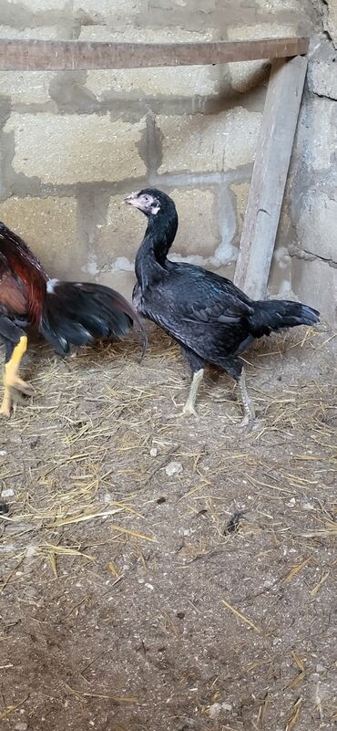 Xoruzlar: Xoruz, Heyratı, il: 1, Ünvandan götürmə — 6