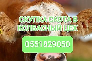 Частное лицо : Коровы, быки, Лошади, кони, | Круглосуточно, Любое состояние, Забитый