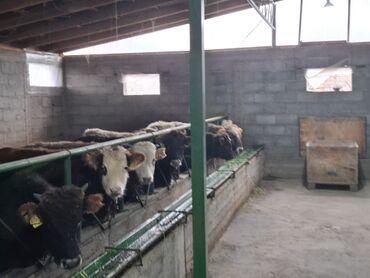 Коровы, быки: Продаю | Бык (самец) | Швицкая | На откорм | Племенные — 9