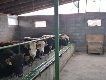 Коровы, быки: Продаю | Бык (самец) | На откорм | Привязанные — 9