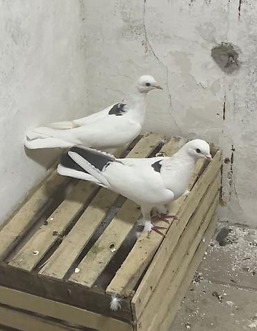 goyerci: Göy nişan cütdülərdi bakı quşlarıdı uçan cinsdir — 1