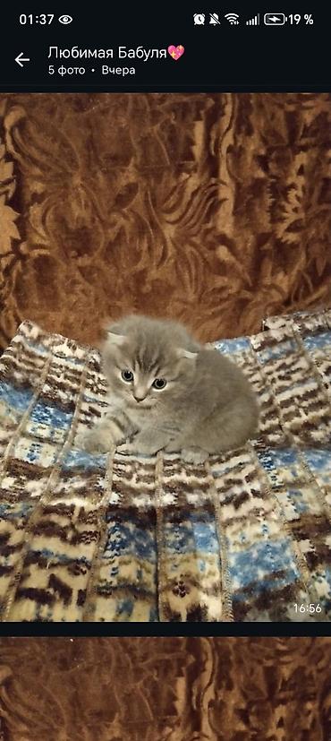 кошка манас: Кошка даром: Британская короткошёрстная, 2 месяца, Мальчик — 1