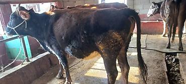 Коровы, быки: Продаю | Корова (самка) | Для разведения | Привязанные — 4