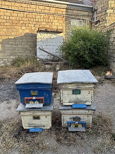 Arılar: Arı yeşikləri satılır 🐝 Şəkildə görünən tipdə arıçılıq üçün yararlı -da lalafo.az — 1 Arılar: Arı yeşikləri satılır 🐝 Şəkildə görünən tipdə arıçılıq üçün yararlı — 1