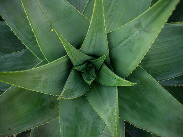 dibcək gulləri ev gulleri ve adlari: 10 illik və 2 metr hündürlükde Aloe Vera satılır 20 ₼