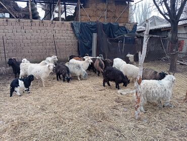 Козы, козлы: Продаю | Коза (самка) | Для разведения | Племенные — 4