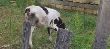 Inəklər, öküzlər: Dişi, il: 2, 250 kq, Südlük — 7