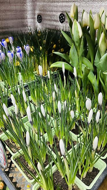 Букеты из живых цветов: ТЮЛЬПАНЫ ТЮЛЬПАНЫ ТЮЛЬПАНЫ на 8 марта. Бронь - Палитра: ярко‑желтые — 8