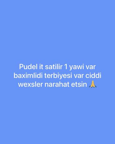 İtlər: Pudel, 11 ay, Erkek, Peyvəndli, Ünvandan götürmə, Ödənişli çatdırılma, Rayonlara çatdırılma